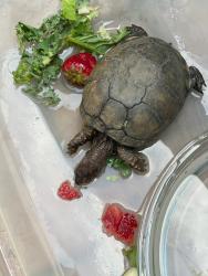 Found/Stray Unknown Reptile last seen Laurel Canyon/Oxnard, Los Angeles, CA 91606