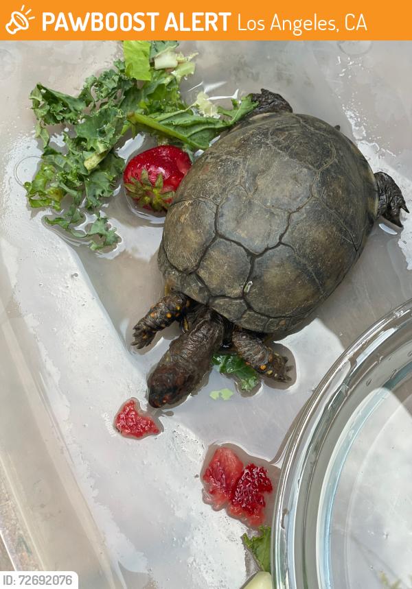 Found/Stray Unknown Reptile last seen Laurel Canyon/Oxnard, Los Angeles, CA 91606