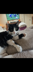 Lost Male Cat last seen Cuesta, Albuquerque, NM 87120