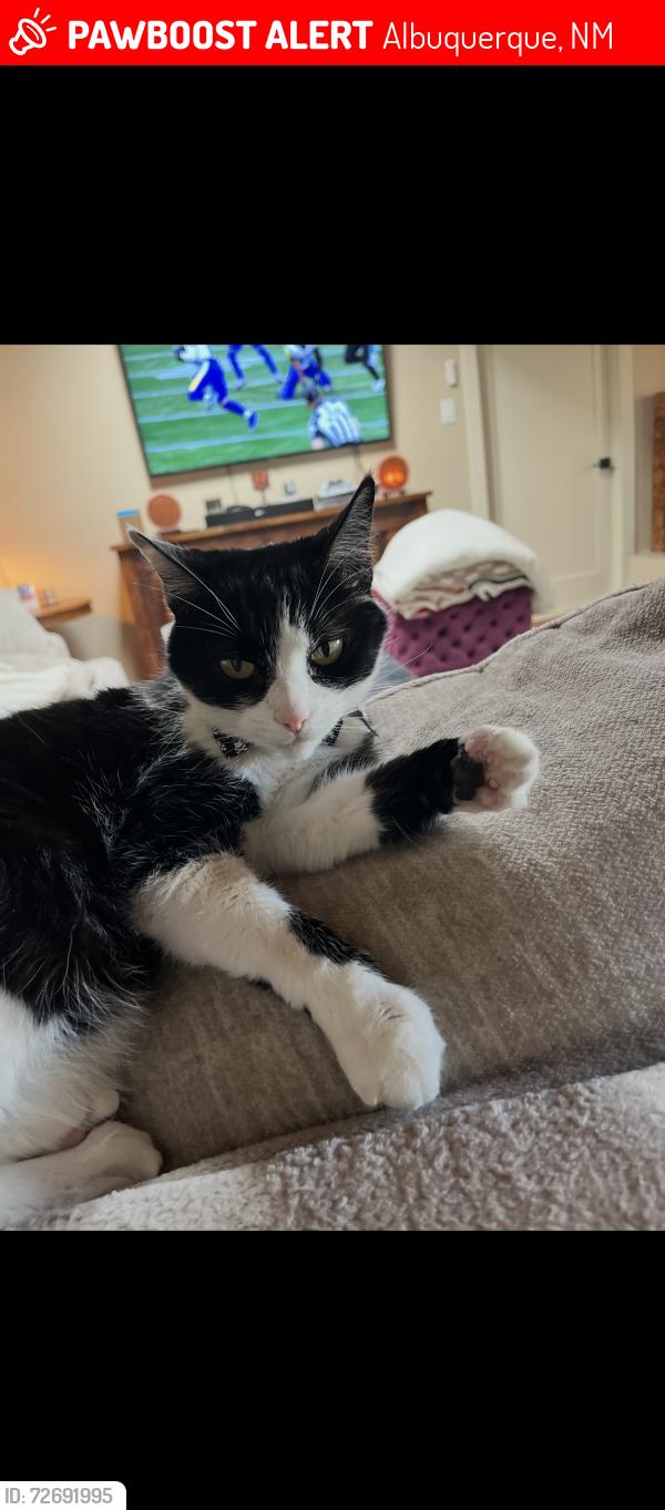 Lost Male Cat last seen Cuesta, Albuquerque, NM 87120