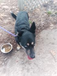 Found/Stray Unknown Dog last seen Near Bannister and Stark, Kansas City, MO 64134