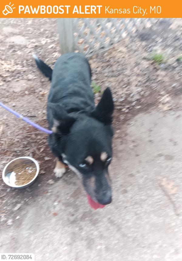 Found/Stray Unknown Dog last seen Near Bannister and Stark, Kansas City, MO 64134