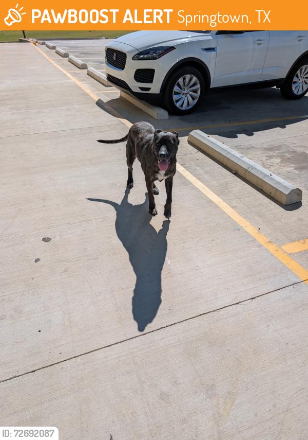 Found/Stray Female Dog last seen Dollar tree on hwy 199, Springtown, TX 76082
