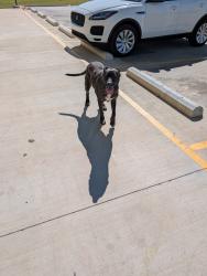 Found/Stray Female Dog last seen Dollar tree on hwy 199, Springtown, TX 76082