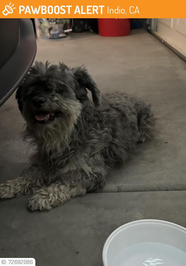 Found/Stray Male Dog last seen Prairie Dunes Way, Indio, CA 92201