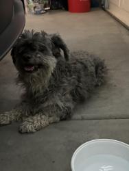 Found/Stray Male Dog last seen Prairie Dunes Way, Indio, CA 92201