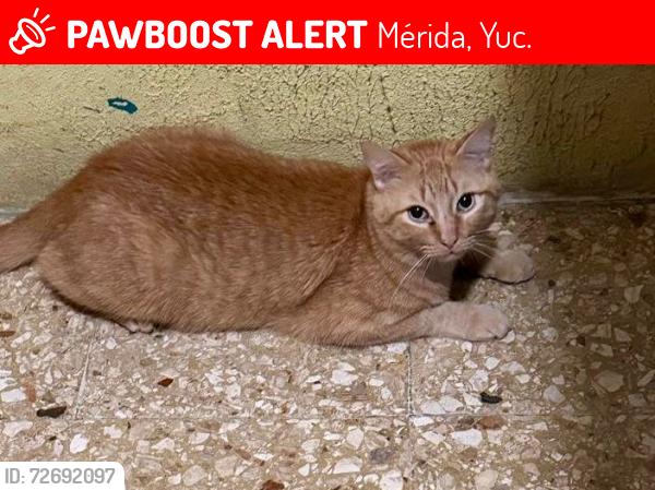 Lost Male Cat last seen Colonia obrera cerca de sams club y boxito, Mérida, Yuc. 97284