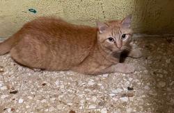 Lost Male Cat last seen Colonia obrera cerca de sams club y boxito, Mérida, Yuc. 97284