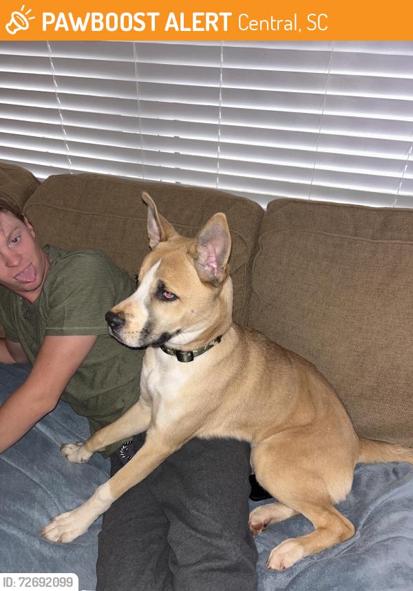 Found/Stray Male Dog last seen Maverick hills , Central, SC 29630