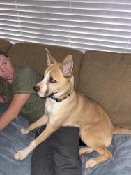 Found/Stray Male Dog last seen Maverick hills, Central, SC 29630