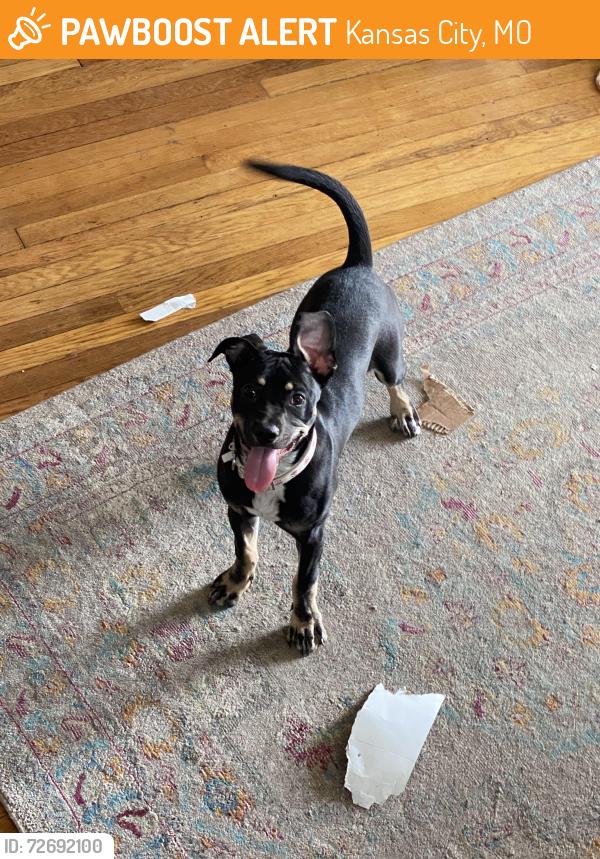 Found/Stray Female Dog last seen 10th and Monroe, Kansas City, MO 64127