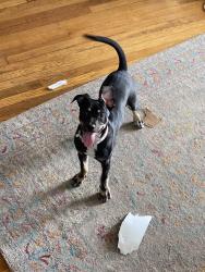 Found/Stray Female Dog last seen 10th and Monroe, Kansas City, MO 64127