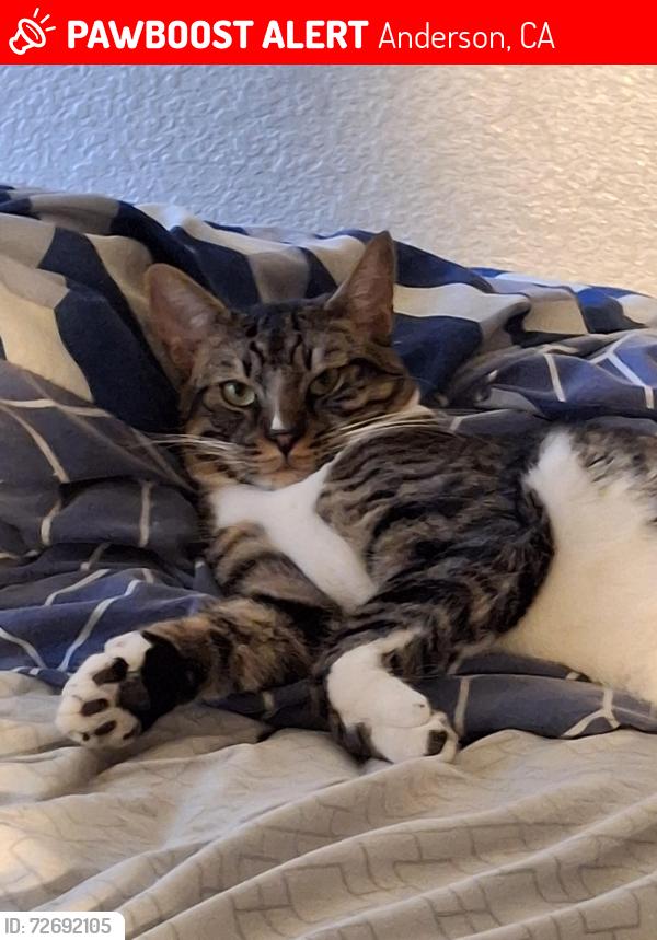 Lost Male Cat last seen Fair Oaks Drive & Franklin Street, Anderson, CA 96007