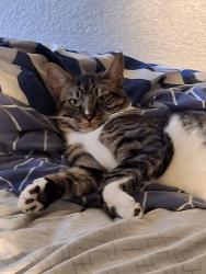 Lost Male Cat last seen Fair Oaks Drive & Franklin Street, Anderson, CA 96007