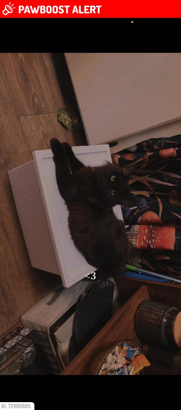 Lost Female Cat last seen Bowers, Whitfield County, GA 30721