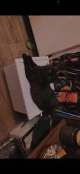 Lost Female Cat last seen Bowers, Whitfield County, GA 30721