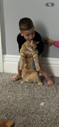 Lost Male Cat last seen Cornell and snyder, East Lansing, MI 48823