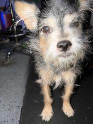 Found/Stray Unknown Dog last seen Lake Ct., San Diego, CA 92111