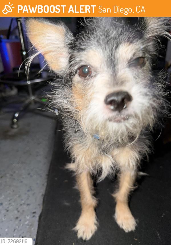 Found/Stray Unknown Dog last seen Lake Ct., San Diego, CA 92111