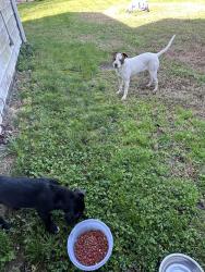 Found/Stray Female Dog last seen Covington Park, Rural Hall, NC 27045