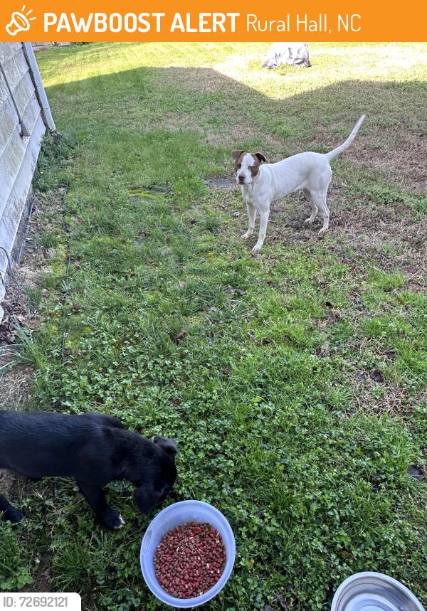 Found/Stray Female Dog last seen Covington Park, Rural Hall, NC 27045