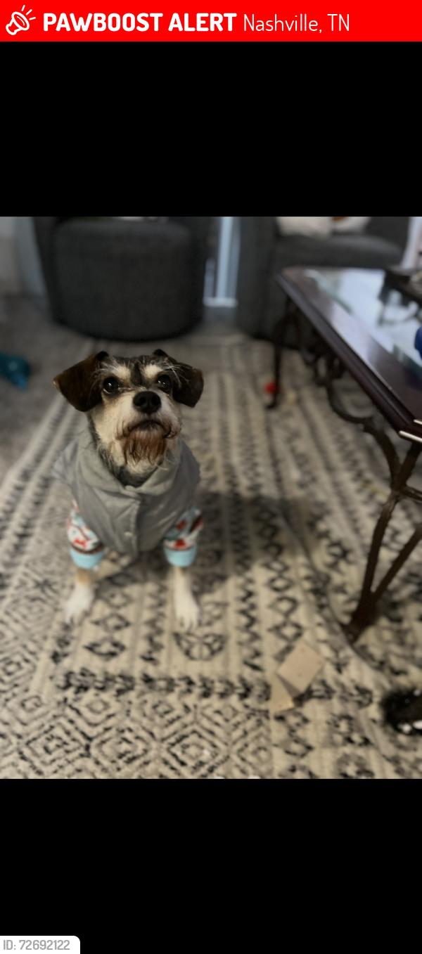 Lost Male Dog last seen Wellman drive , Nashville, TN 37214