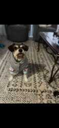 Lost Male Dog last seen Wellman drive , Nashville, TN 37214
