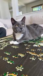 Lost Male Cat last seen Promontory Ridge Way and Crystal Ridge Way, Vista, CA 92081