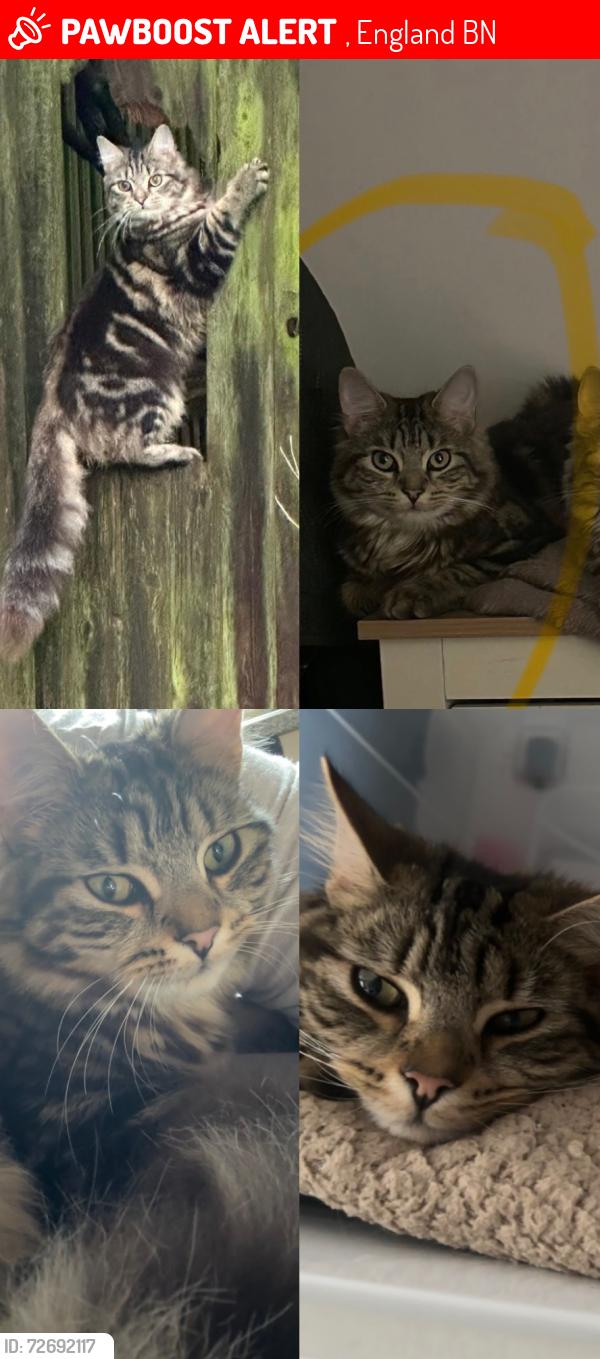 Lost Male Cat last seen BN41 2hy, , England BN41