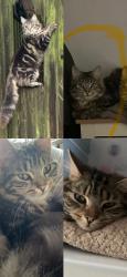 Lost Male Cat last seen BN41 2hy, , England BN41