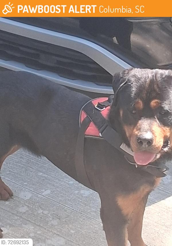 Found/Stray Unknown Dog last seen Columbia College , Columbia, SC 29203
