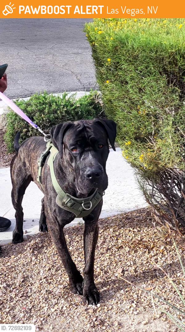 Found/Stray Unknown Dog last seen Hollywood & Sahara , Las Vegas, NV 89142