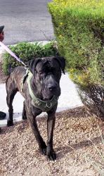 Found/Stray Unknown Dog last seen Hollywood & Sahara , Las Vegas, NV 89142