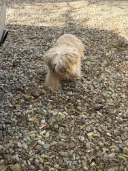 Found/Stray Unknown Dog last seen 98th, Albuquerque, NM 87121