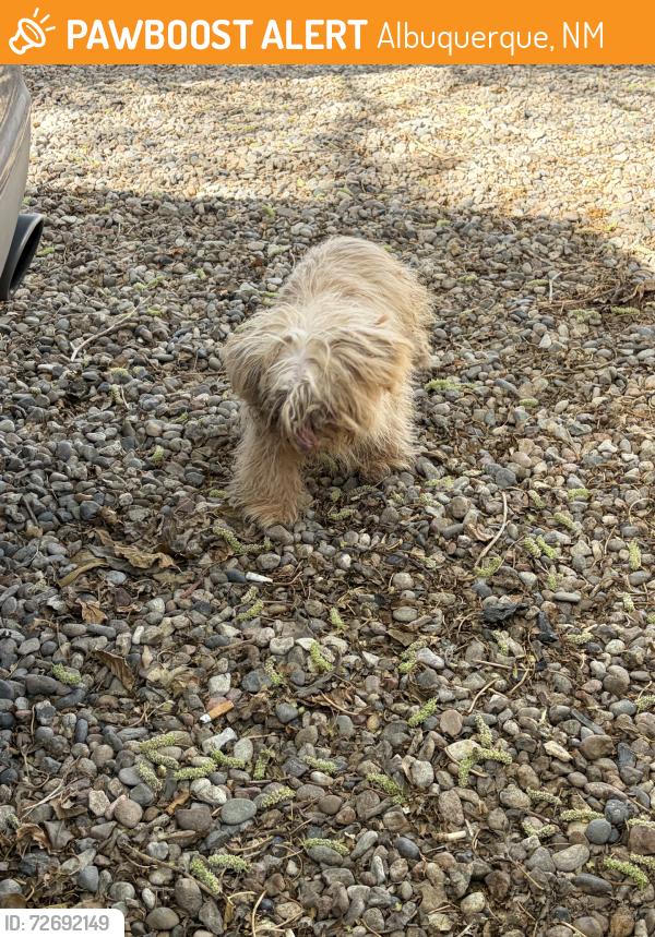Found/Stray Unknown Dog last seen 98th, Albuquerque, NM 87121