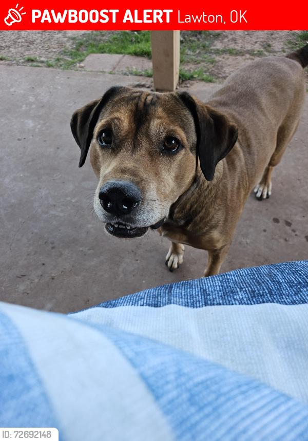 Lost Male Dog last seen 82nd and Gore , Lawton, OK 73505