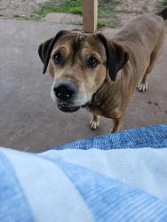 Lost Male Dog last seen 82nd and Gore , Lawton, OK 73505