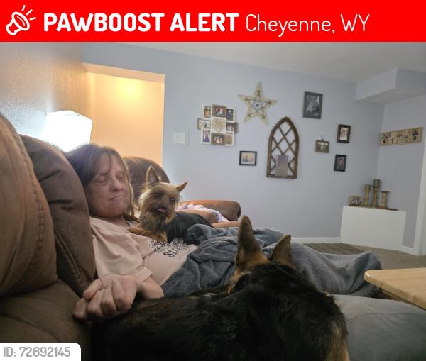 Lost Female Dog last seen Carey Ave , Cheyenne, WY 82001
