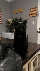 Lost Male Cat last seen Cathey Ridge Rd, Manchester, TN 37355
