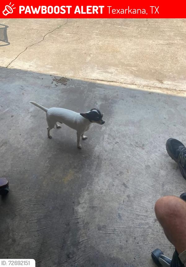 Lost Male Dog last seen Near Texarkana texas, Texarkana, TX 75501