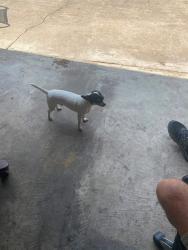 Lost Male Dog last seen Near Texarkana texas, Texarkana, TX 75501