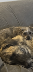 Lost Female Dog last seen White horse, Mercerville Road, Hamilton Township, NJ 08619