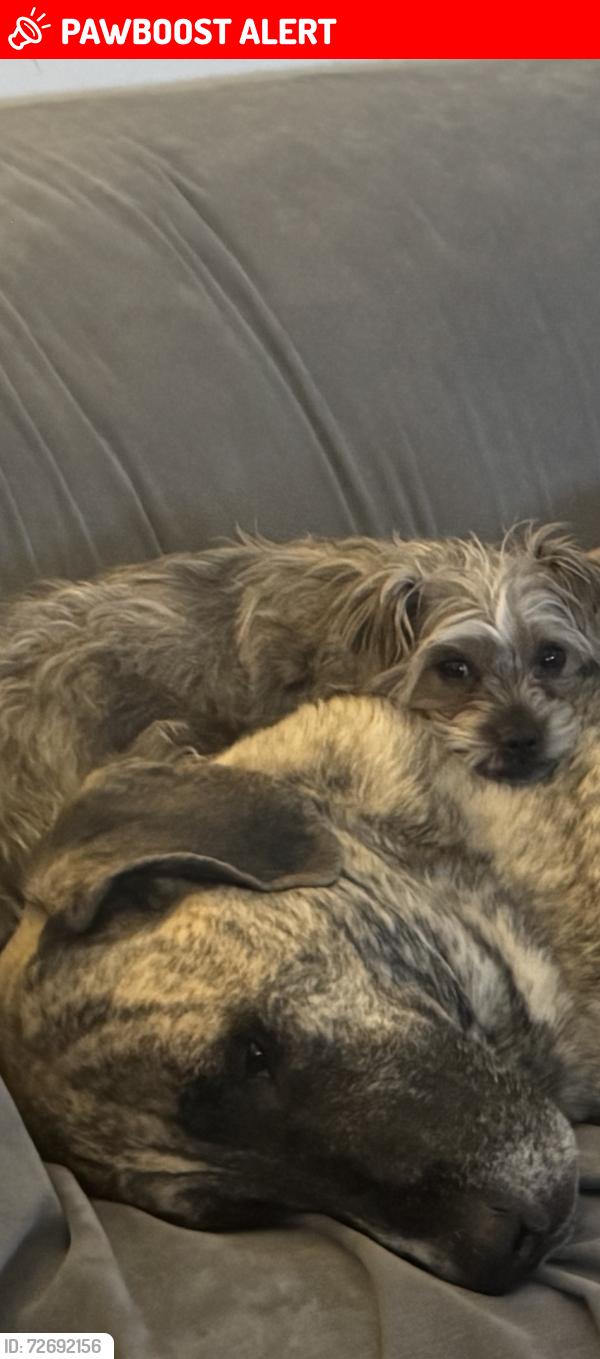 Lost Female Dog last seen White horse, Mercerville Road, Hamilton Township, NJ 08619