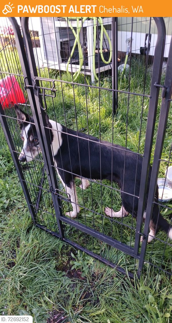 Found/Stray Female Dog last seen Williams Rd, Chehalis, WA 98532