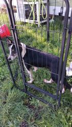Found/Stray Female Dog last seen Williams Rd, Chehalis, WA 98532