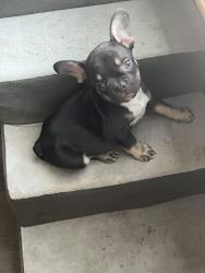 Lost Male Dog last seen 51st and Peoria Ave , Glendale, AZ 85302