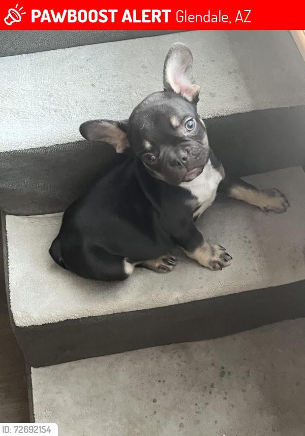 Lost Male Dog last seen 51st and Peoria Ave , Glendale, AZ 85302