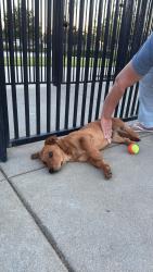 Found/Stray Male Dog last seen Heroes Dog Park, Murrieta, CA 92563