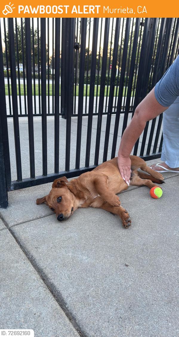 Found/Stray Male Dog last seen Heroes Dog Park, Murrieta, CA 92563