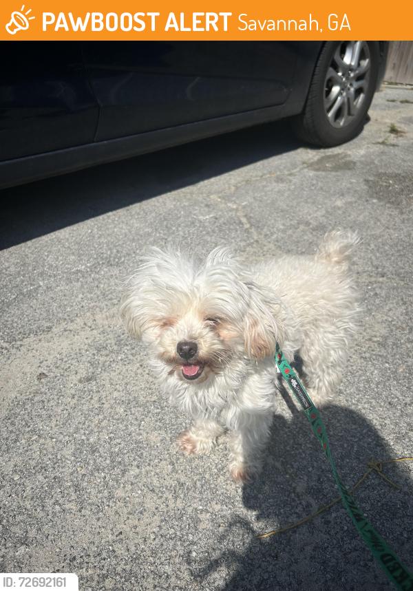 Found/Stray Female Dog last seen The Lory apmts, Savannah, GA 31406